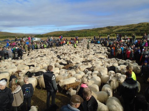 Í Skaftholtsréttum 2017