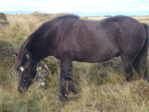 Brúnstjörnóttur hestur í óskilum í Borgarkoti á Skeiðum