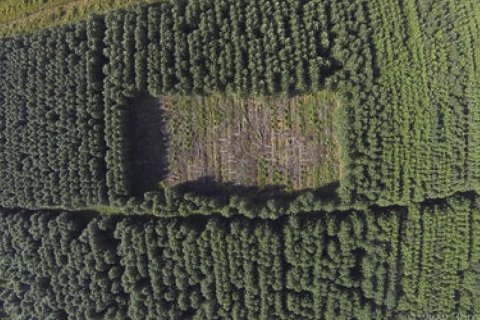 Eilífðarvélin alaskaösp. - Spennandi tilraun í Sandlækjarmýri