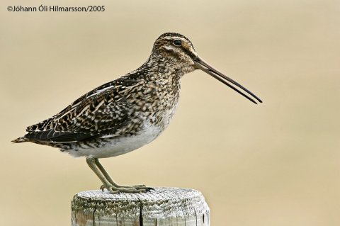 Hrossagaukur á staur