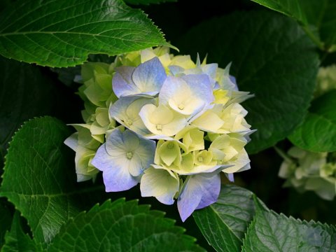 Hortensía, Hindarblóm, Hydrangea macrophylla