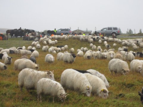 Flóa og Skeiðasafn í Skaftholtsréttum