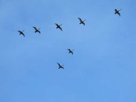 Kvöldflug  að þjórsá