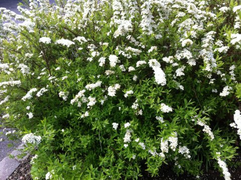 Rúlluplastið sótt þann 6. ágúst í Gnúpverjahrepp