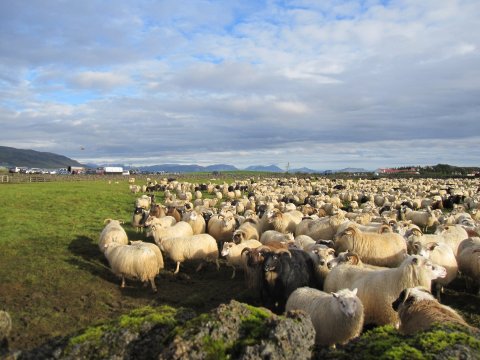 Sauðfé að hausti