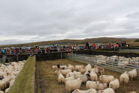 Í Skaftholtsréttum