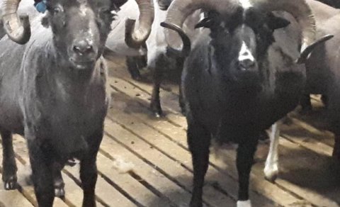 Forystusauðirnir Gandálfur og Elrond