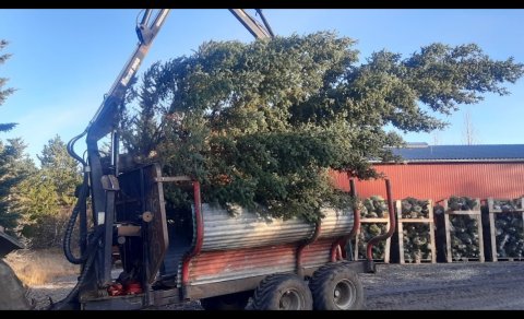 Veglegt torgtré komið á vagninn