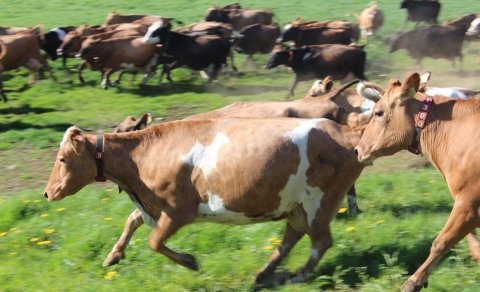 Við skrifstofustúlkurnar að komast í sumarfrí!