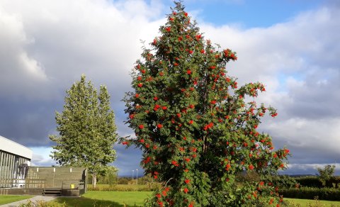 Leitum að umsjónaraðila með vinnuskóla