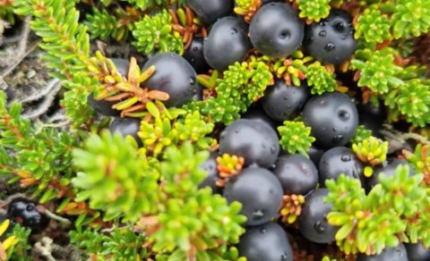 Safarík krækiber við Fossá