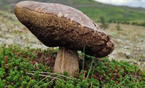 Söfnun rúlluplasts