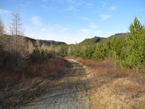 Þjórsárdalsskógur