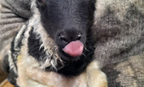 Ný skólastefna til umsagnar